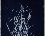 Feathery Rhodes Grass, Chloris virgata copy